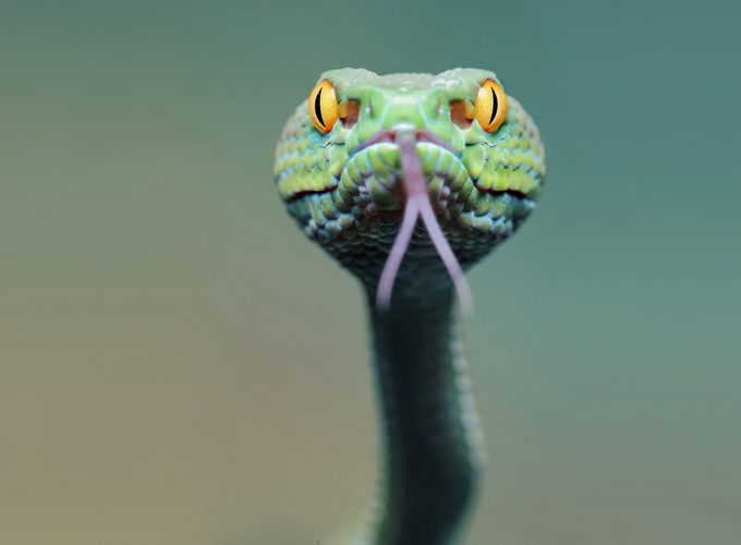 Wallpaper snake, green, 4k, Animals 7641214080